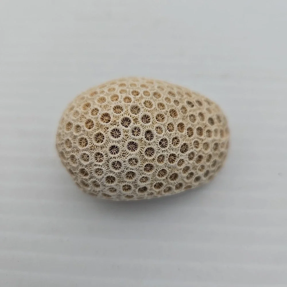 Unique Rock / Fossil‎ Lot Of 3